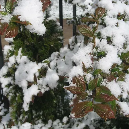 4 Seasons *